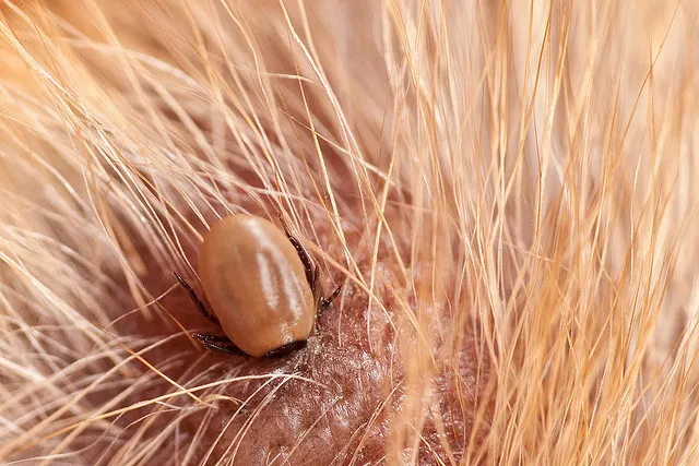 Lyme disease can be carried by ticks, like this deer tick.