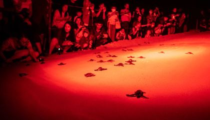 From Prolonging Wallaby Pregnancies to Disorienting Hatchling Turtles, 11 Ways Artificial Lights Affect Animals