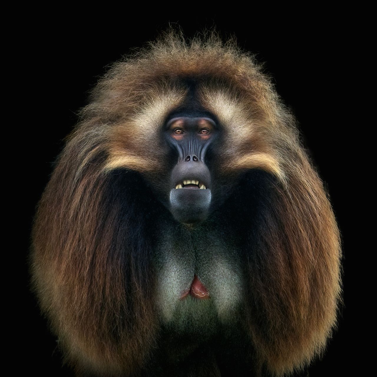 See Magnificent Monkeys From Around the World in These Shots From