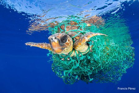 A sea turtle entangled in a fishing net swims off the coast of Tenerife, Canary Islands, Spain, on 8 June 2016