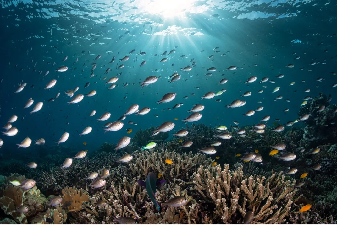 A school of damselfish