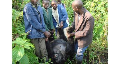 Two days after the killings, villagers poured in to help rangers carry bodies back to Bukima and then on to Rumangabo for burial. Here, volunteers are taking the pregnant and badly burned Mburanumwe out of the forest.