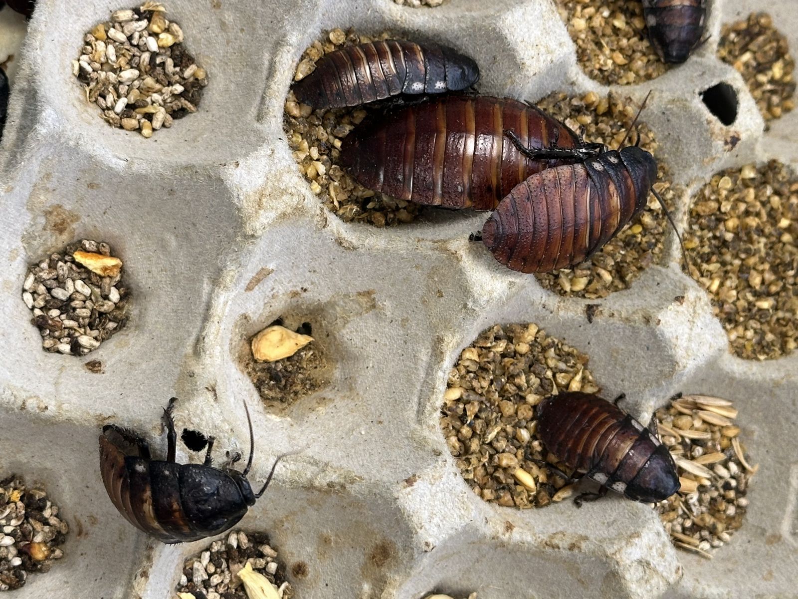 More Than 100,000 Illegal Exotic Cockroaches Were Seized by Australian Authorities in a Record-Setting Bug Bust