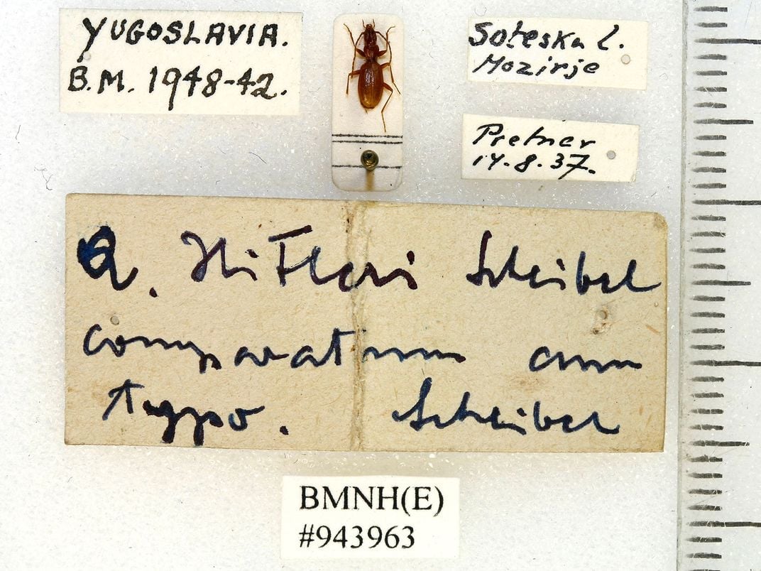 Cave Beetle Named After Adolf Hitler