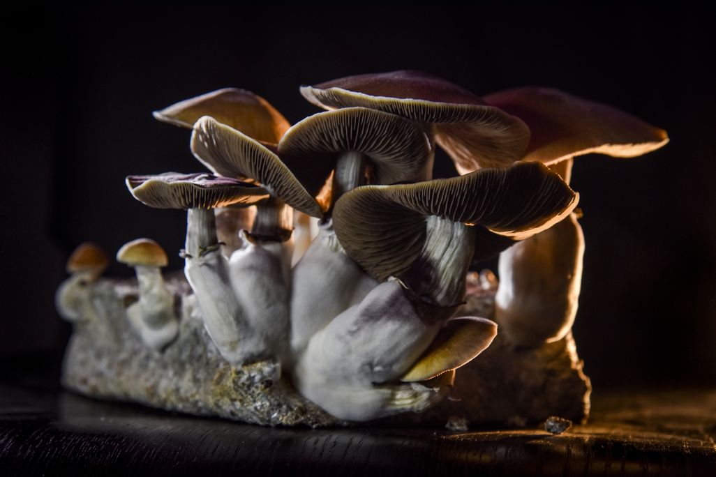 A photograph of a group of small, white psychedelic mushrooms.