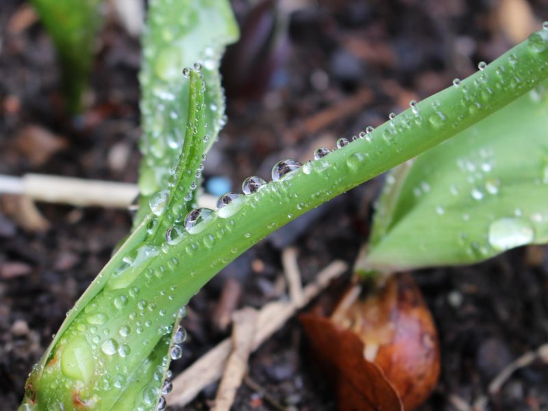 Water droplets on a young plant. Smithsonian Photo Contest