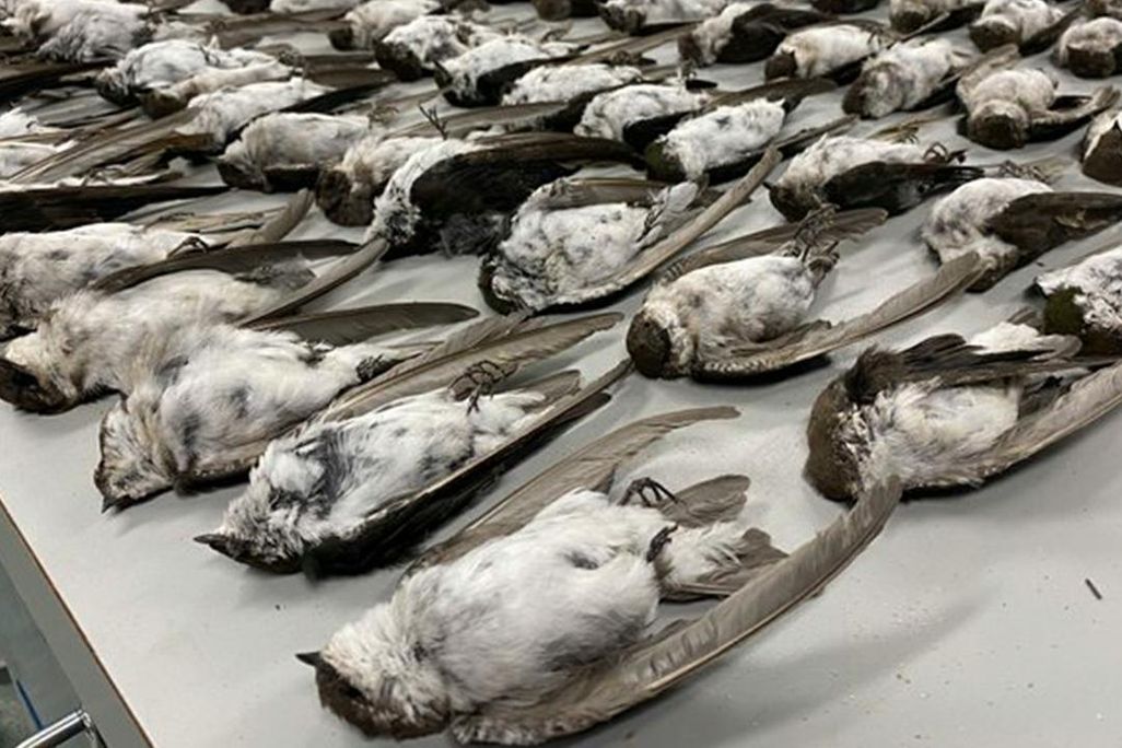 Dead birds in New Mexico Museum