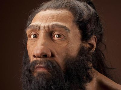 Homo neanderthalensis, artist.