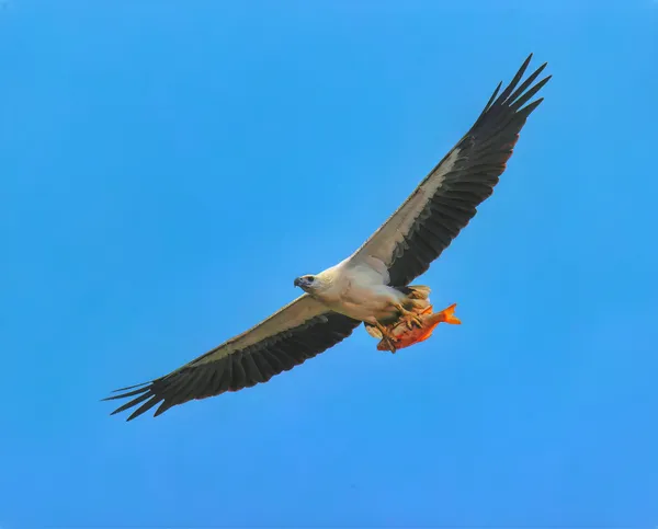 White-bellied sea eagle, catch of the day thumbnail