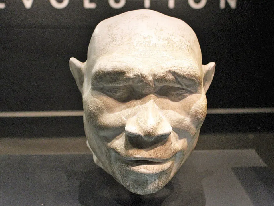 Homo Erectus Head Model
