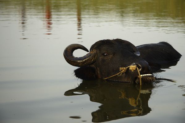 A Water Buffalo enjoys being in water. thumbnail