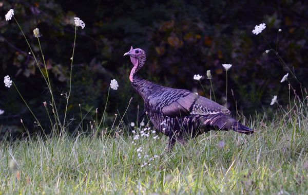 Turkey of the Straw thumbnail