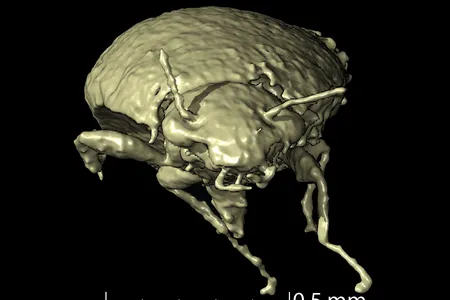 Scientists reconstructed a new beetle species in 3-D thanks to X-ray scans of fossilized poop.