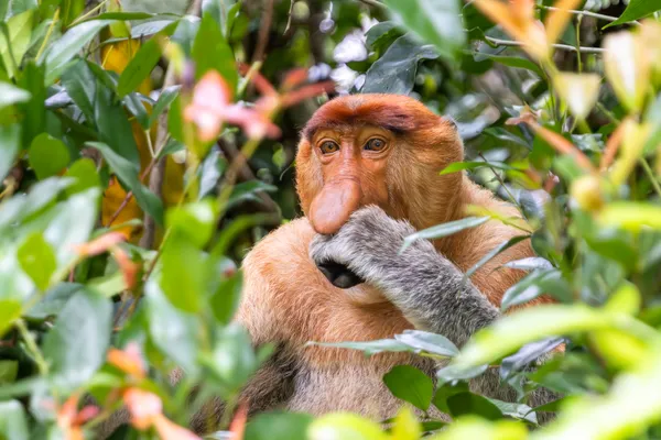 The Watchful Proboscis Monkey thumbnail
