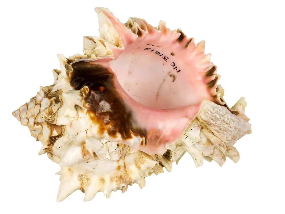 The inside of a lumpy white and brown seashell is smooth and pink.
