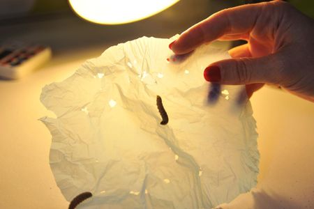 A piece of plastic after 10 worms nibbled it for 30 minutes
