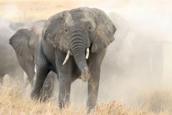 Elephant dust bath in the Ngorongoro Crater thumbnail