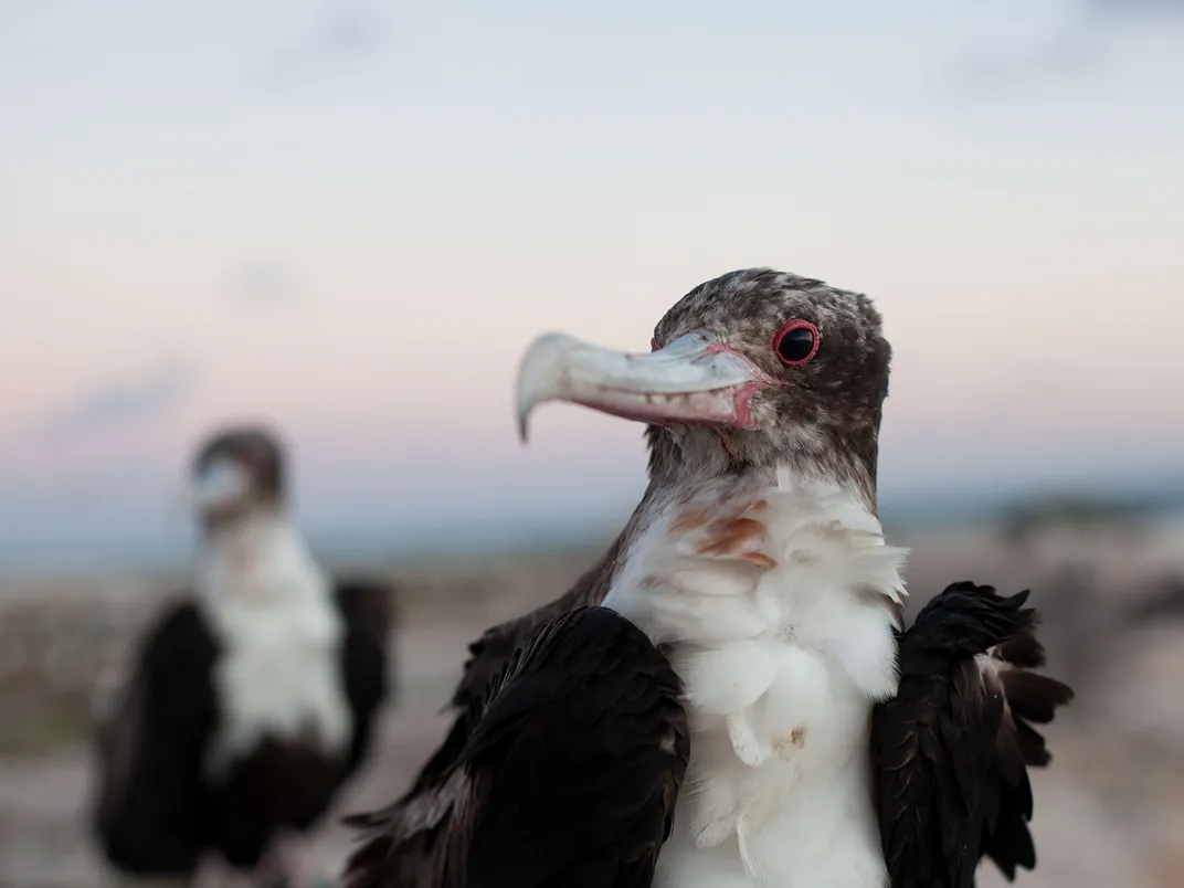 Frigatebirds on East Island