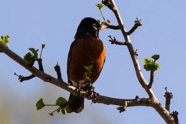 Peaceful American Robin at Inniswood Metro Gardens thumbnail