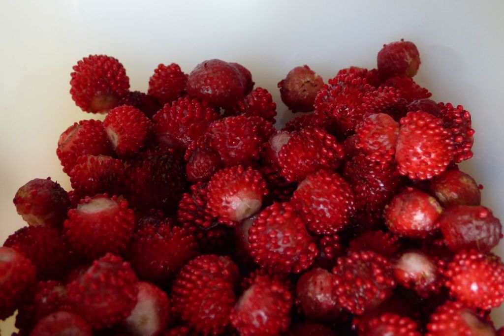 Fraises Des Bois