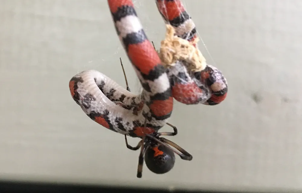 juvenile scarlet snake stuck in the web of a brown widow spider 