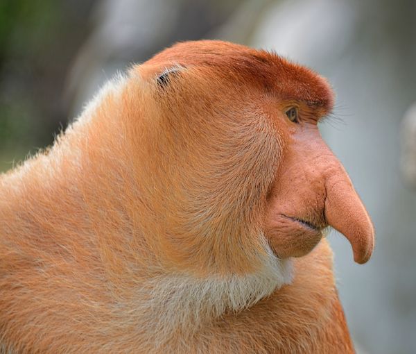 Proboscis monkey thumbnail