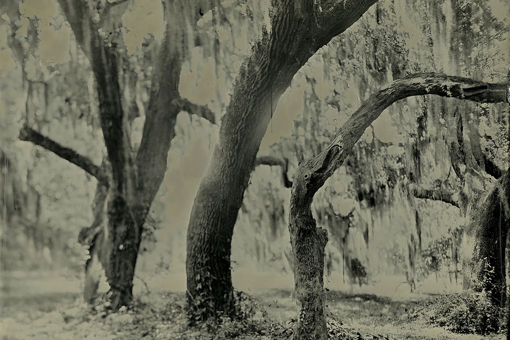 a tin type photograph of live oak trees with Spanish Moss