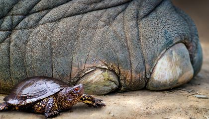 Los neandertales comían tortugas, pero el verdadero premio podía estar en sus caparazones