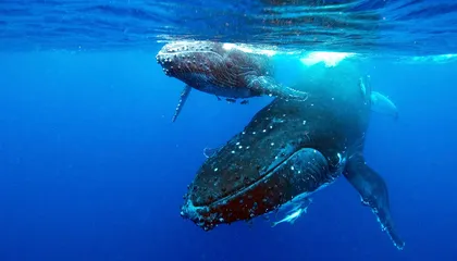 The Top Ten Ocean Stories of 2021