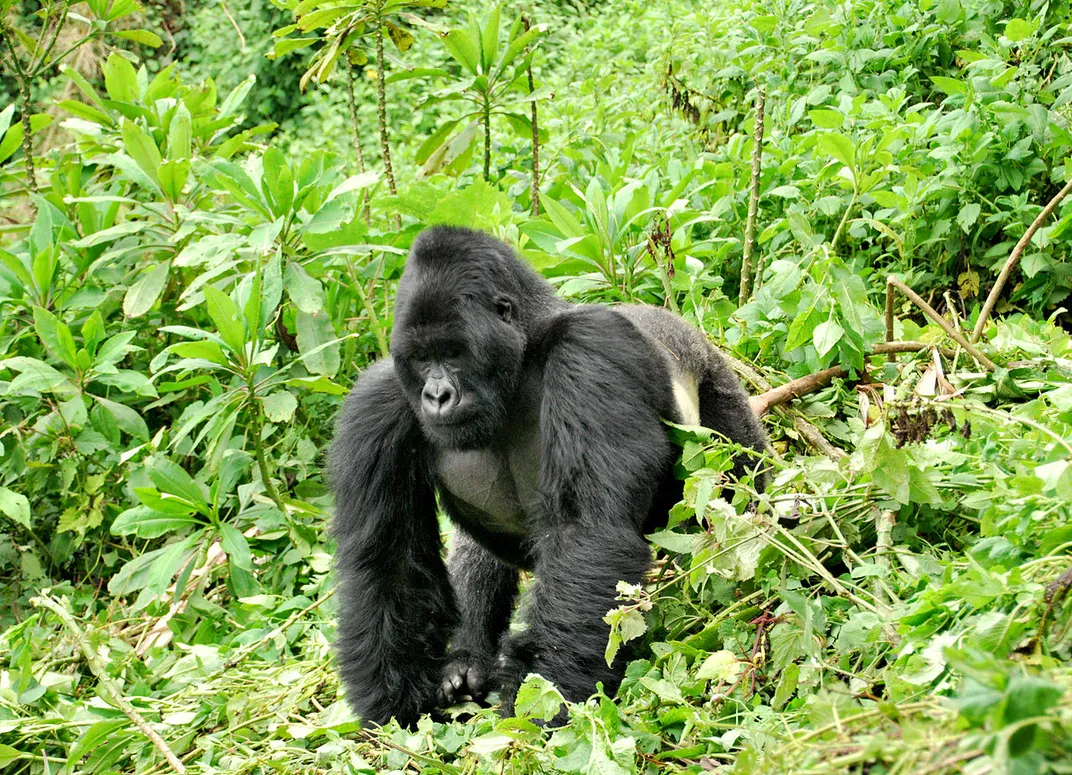 mountain gorilla