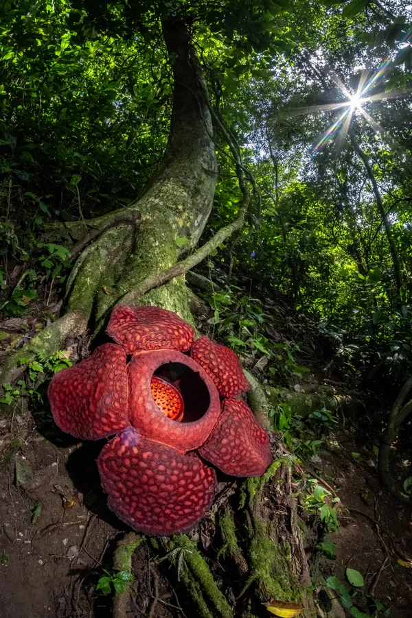 Rafflesia Flower thumbnail