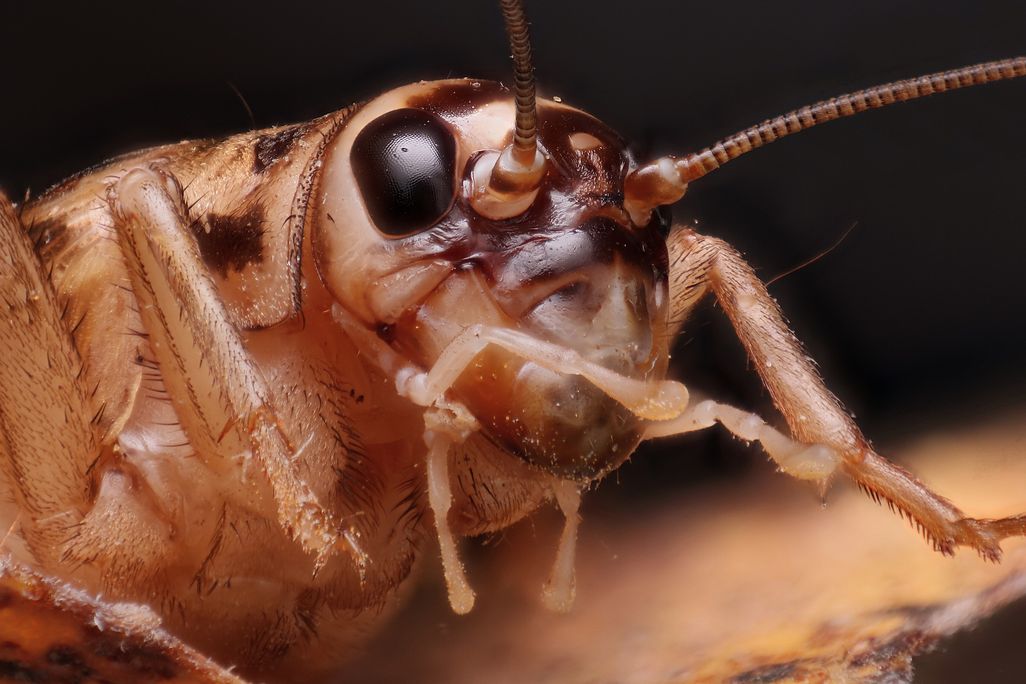 A close-up shot of a house cricket