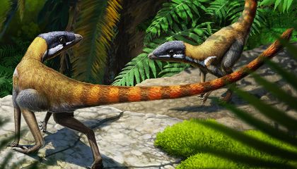 The Ancestors of Flying Pterosaurs Were Sleek Reptiles That Ran on the Ground