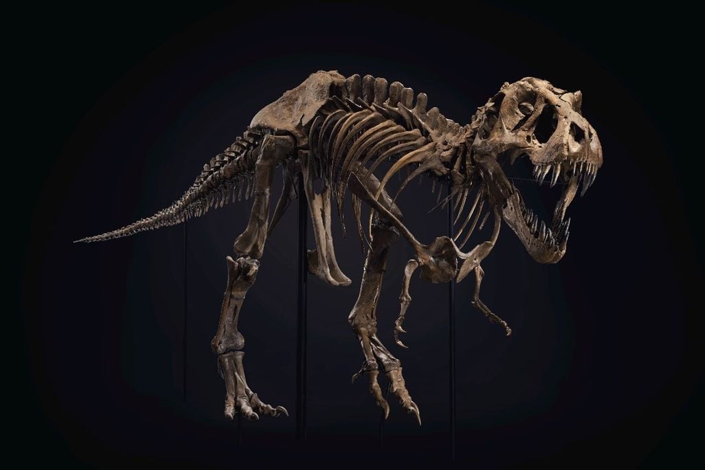 A brown T rex skeleton, posed with mouth open as though it's roaring and poised to attack, pictured against a black background