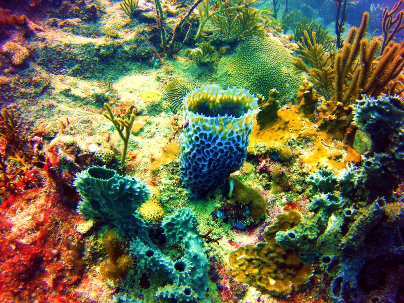 Corals and sponges in Gran Roque. Smithsonian Photo Contest