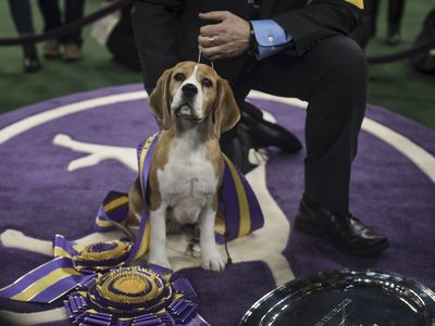 A four-year-old beagle from British Columbia, Miss P was awarded the 2015 Best in The Show at Westminster Kennel Club dog show.
