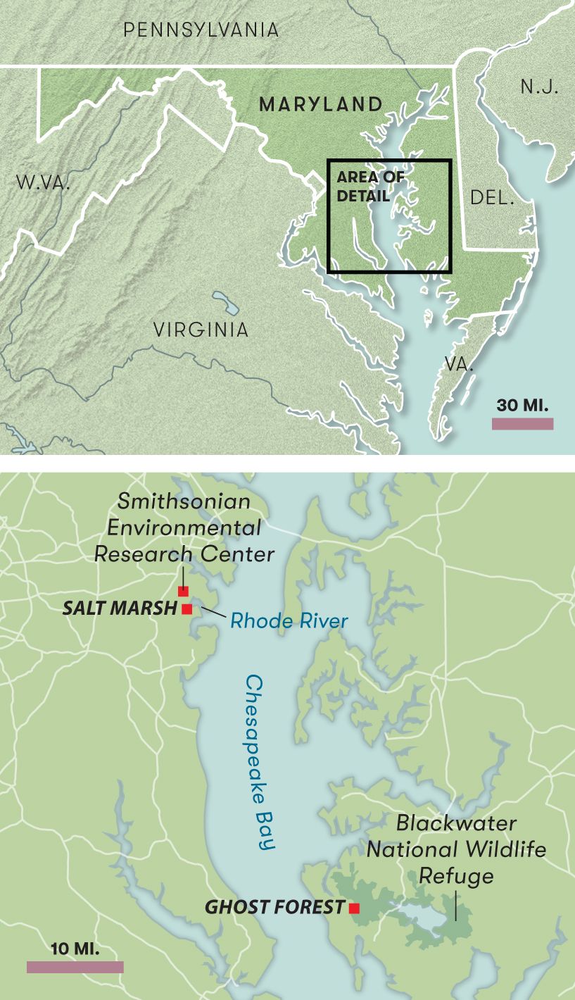 a map showing the location of a salt marsh and a ghost forest on the Eastern shore of Maryland