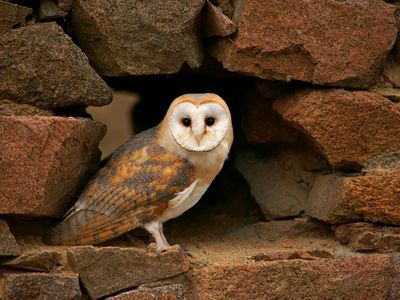 Unfortunately, you can't have your ballot delivered by barn owl.