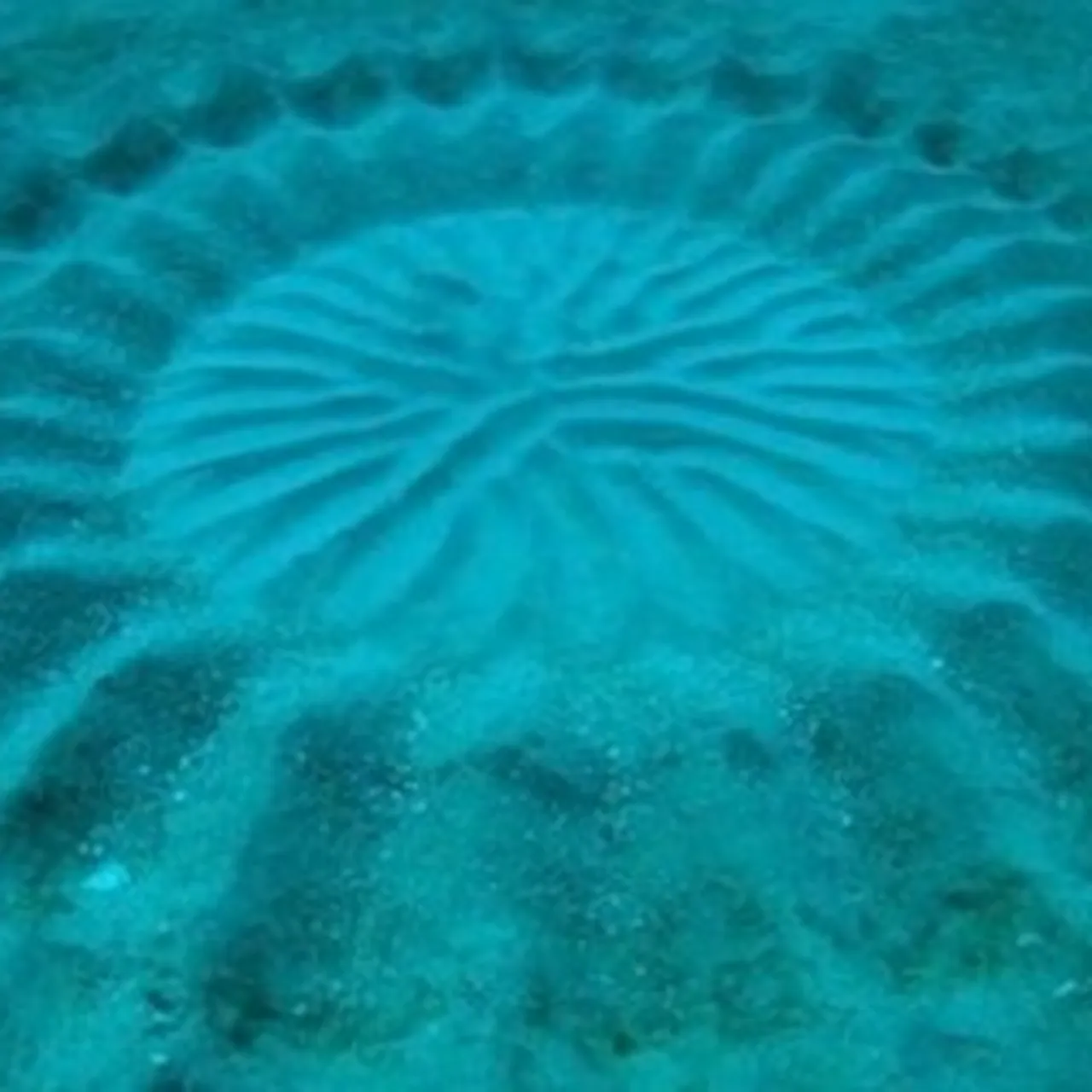 Pufferfish Create Underwater Crop Circles When They Mate, image size:1280x1280