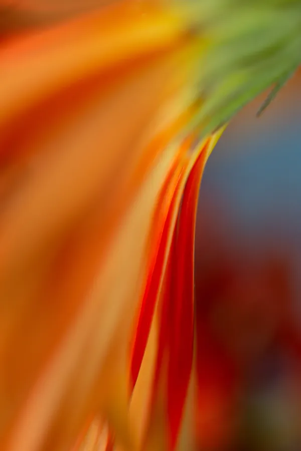 Garden of Dreams 14 thumbnail