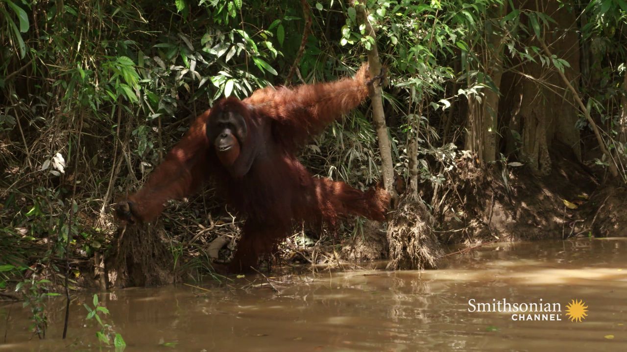 Preview thumbnail for This Aggressive Male Orangutan Refuses to Be Sedated
