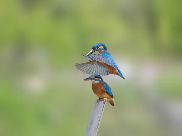 Love and care thumbnail