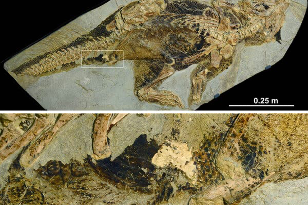 A view of the full fossilized dinosaur above another image of a closer view of the fossilized cloaca