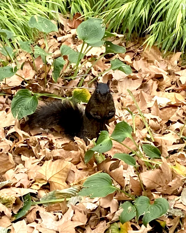 A black squirrel in StuyTown, Manhattan thumbnail