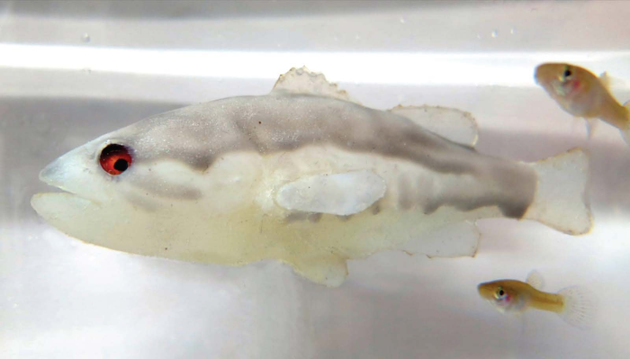 The robot fish is white and gray with red eyes; its shape resembles a largemouth bass. Behind it swim two small mosquitofish.