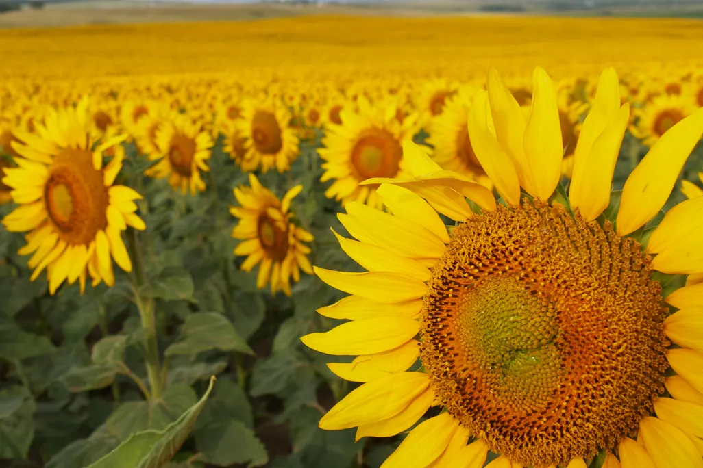 Sunflower close-up