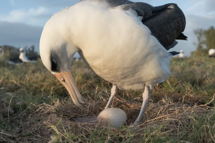 A Laysan albatross checks on its egg.