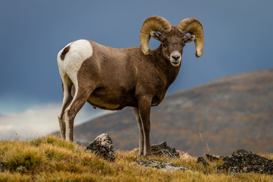 Big Horn Sheep crossing the Continental Divide in Colorado