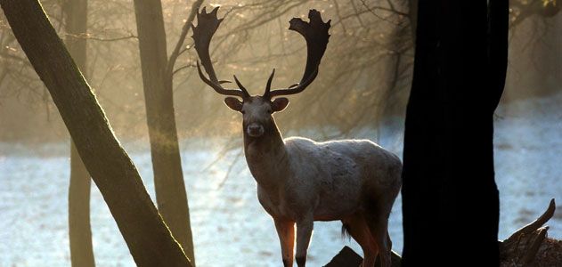 A fallow deer