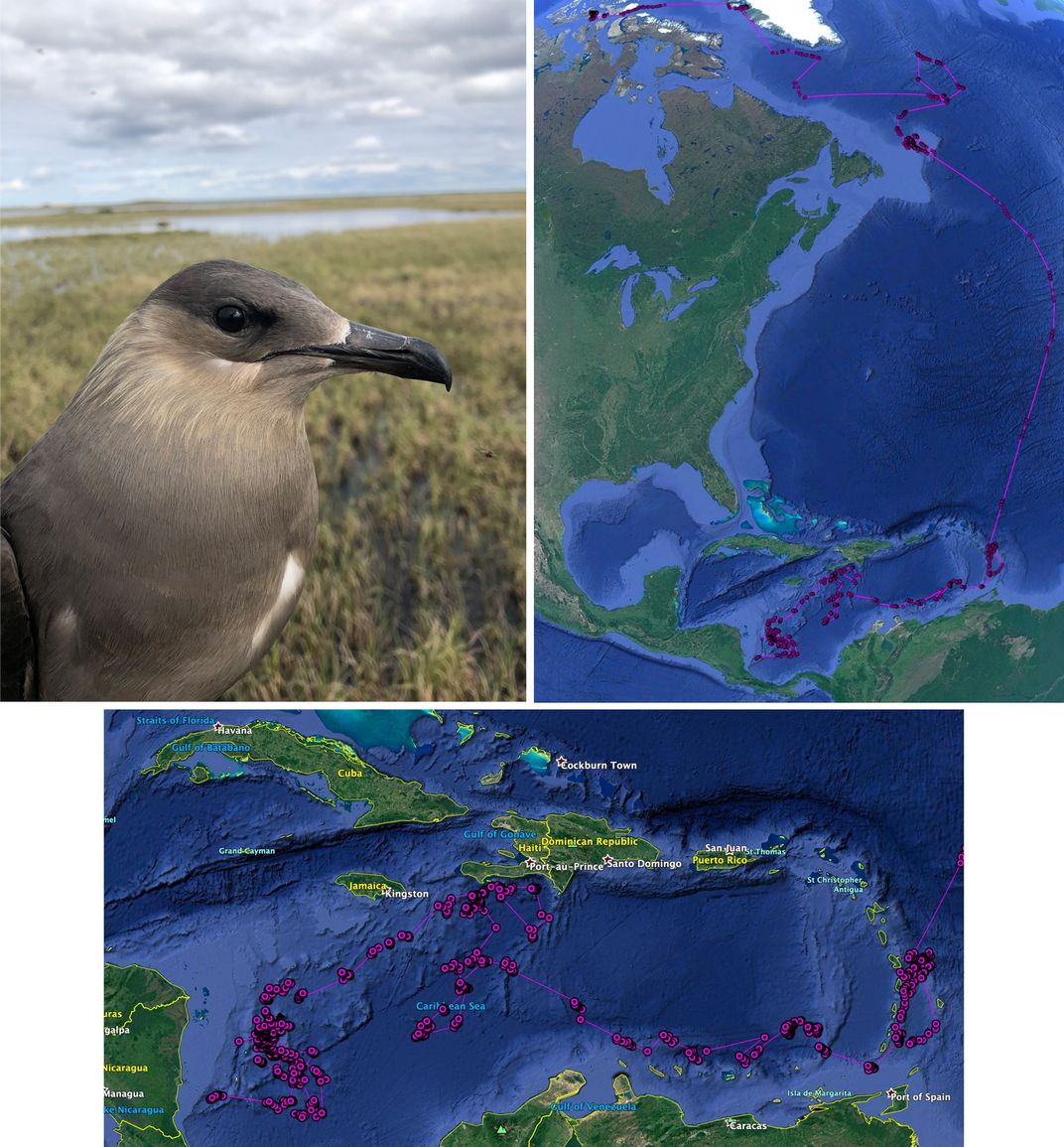 Top left: a seabird called a parasitic jaeger; top right: a map of the jaeger's migratory path from the Arctic to Caribbean; bottom: zoomed-in portion of map of jaeger's movement over Caribbean Sea